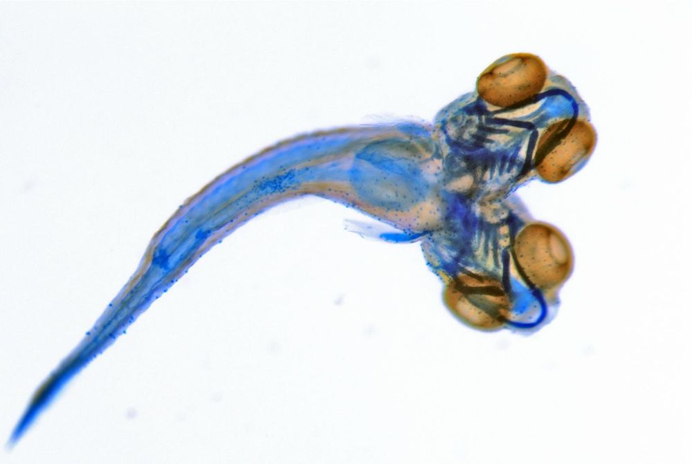 Ventral view of a two-headed zebrafish stained with a dye that marks collagen. You can see the developed structure of the jaw and head.