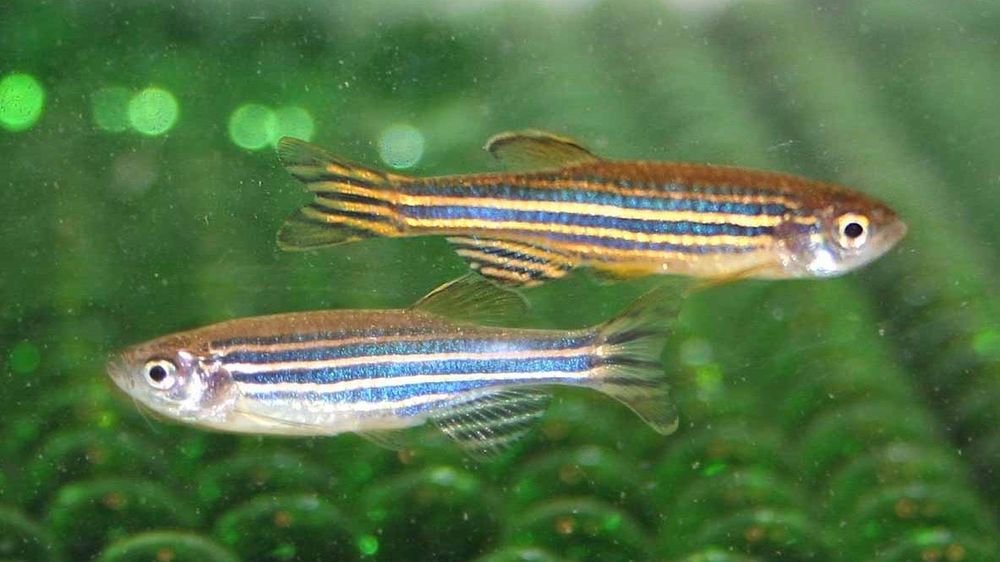 Image of two zebrafish (Danio rerio). The top is a male with a slender, yellow body. The bottom is a female, which has an egg-bearing belly. Credit unattributed. DM to remove.