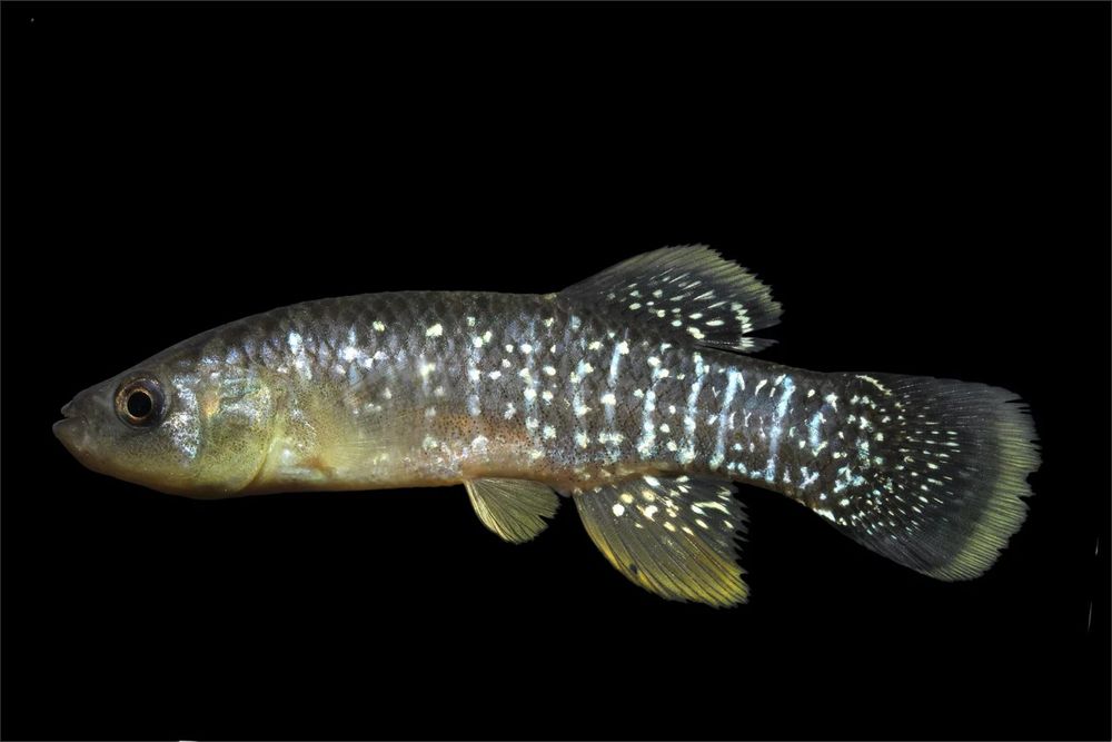 Image of a mummichog (Fundulus heteroclitus). Image credit to Julia Wood at NCFishes.com
