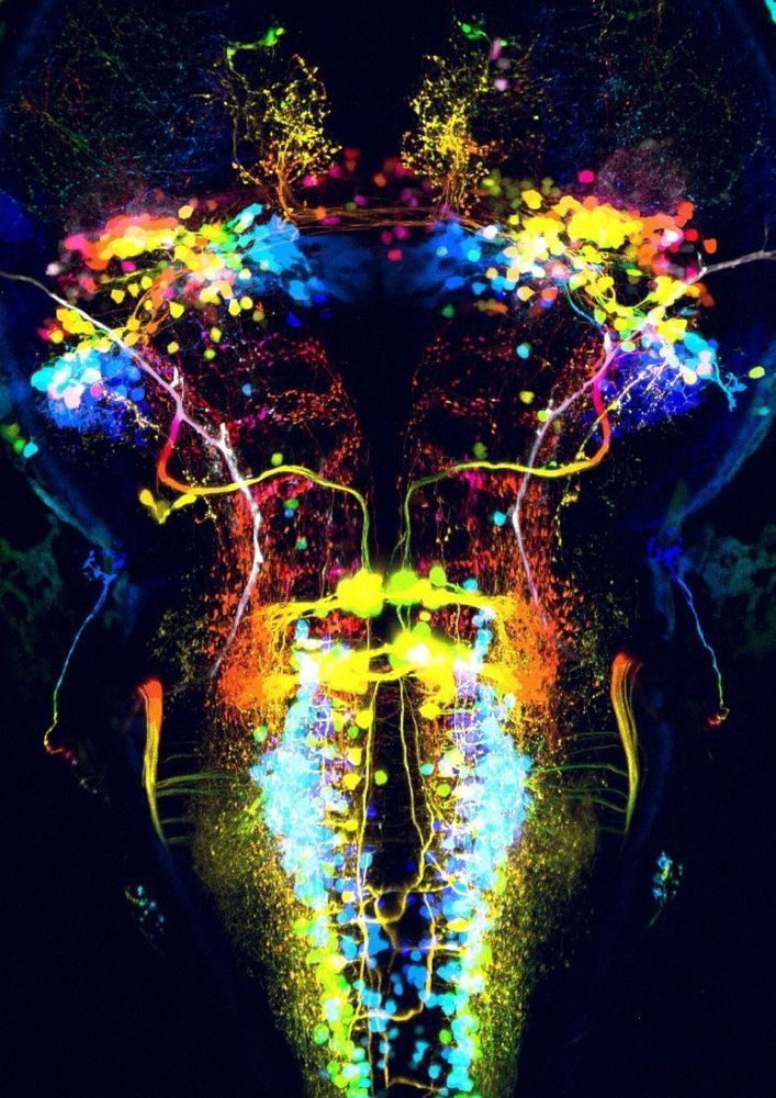 Top view of a larval zebrafish brain. Anterior pointing up. 3D projection that has been flattened. Pseudo-colored for depth.