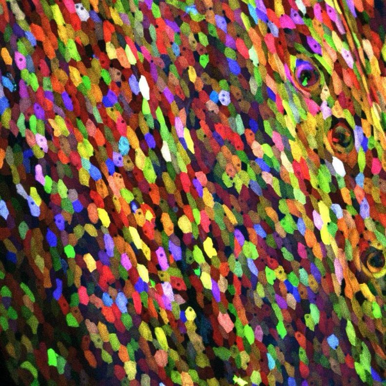 Layer of multi-colored cells on the surface of a zebrafish scale.