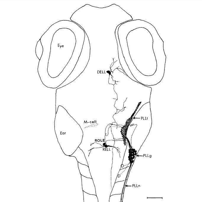 Composite drawing of labeled efferent and afferent neurons. HRP was applied to a lesion of the midbody line branch of the right posteriorlateral line nerve (PLLn). The Irsim did not include the dorsal (D) oroccipital(0) branches. Labeled affercnt neurons of the posterior lateral lineganglion (PLLg) terminate in the hir:dbrain (PLLt). Three types of neurons (RELL, ROLE, and DELL) project axons into the posterior lateral line nerve. Only a single cell of each type is shown. This is a composite drawing traced from two preparations sectioned in the horizontal plane. Scale bar = 50 um