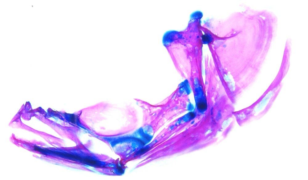Alcian blue and alizarin red staining of the jaw of an adult zebrafish. Mouth to the left.