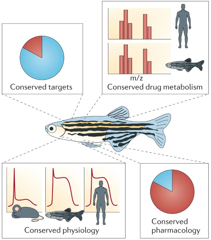 Figure taken from MacRae & Peterson (2015): How suitable are zebrafish for discovering human drugs? Although zebrafish enable in vivo studies on a large scale, questions remain about how relevant the findings are for drug discovery. Recent studies have begun to elucidate the degree of conservation between humans and zebrafish, which share 82% of disease-associated targets and a large number of drug metabolism pathways (as illustrated by the mass spectrometry of metabolic by-products). Zebrafish physiology is often well conserved (sometimes more so than rodent physiology); for example, cardiac electrophysiology (illustrative electrocardiogram (ECG) tracings from each organism are shown). Several compounds discovered in zebrafish screens have been shown to exhibit similar effects in rodent models and humans, including eight out of ten compounds tested by our groups. m/z, mass to charge ratio.