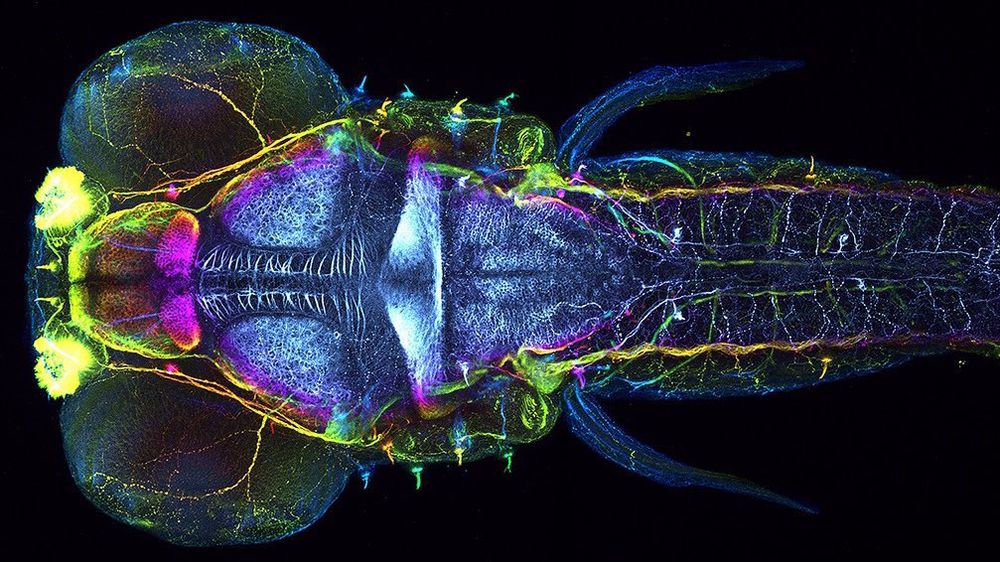 Dorsal view of a five days post fertilization zebrafish larva that has been stained with acetylated alpha tubulin. Color coded for depth. Anterior to left.