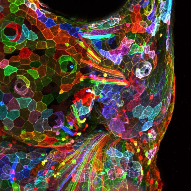 20X confocal image of a transgenic zebrafish larva that marks epidermal cells with a different fluorescent protein based on the lineage of the cell. Anterior to top.