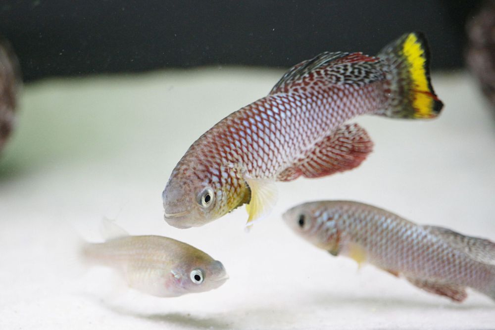 Image of several African turquoise killifish including a colorful male with red and silver scales with a yellow tail. Credit to Beate Hoppe.
