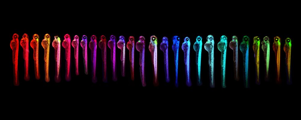 Line of zebrabow embryos that have different colors based on the cell lineage. They are sorted by color to form a rainbow.