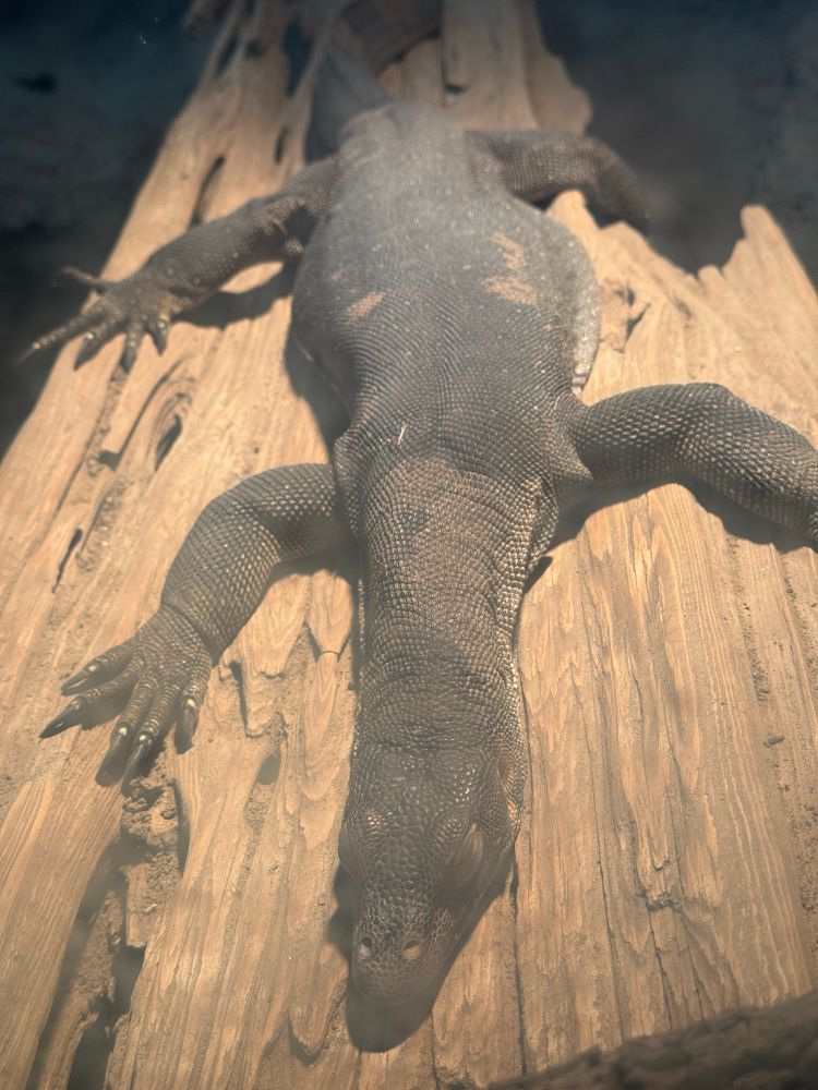 I forgot what this one is called. Big lizard. Flat fuck Friday.