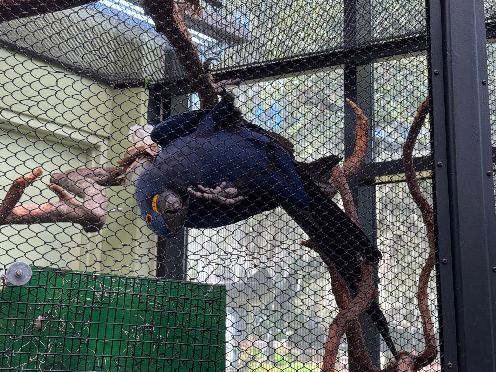 Silly blue hyacinth macaw 