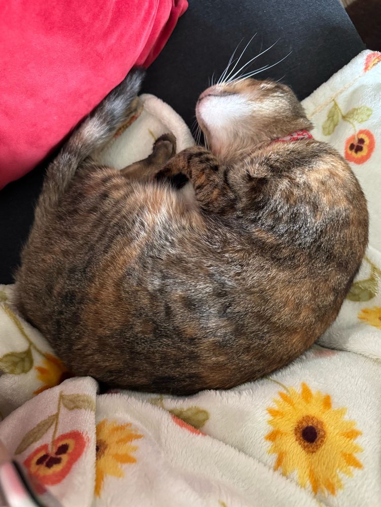 Penelope the cat. She’s tabby striped with orange patches.