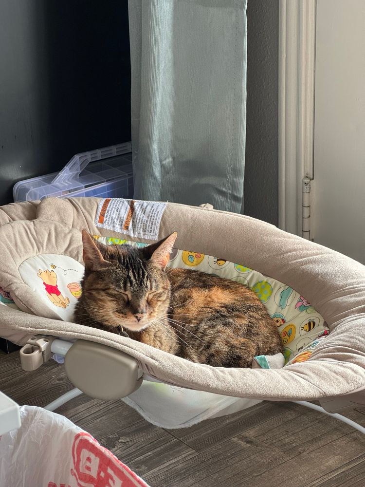 Penny, a tabby cat, laying in a Winnie the Pooh themed baby bouncer