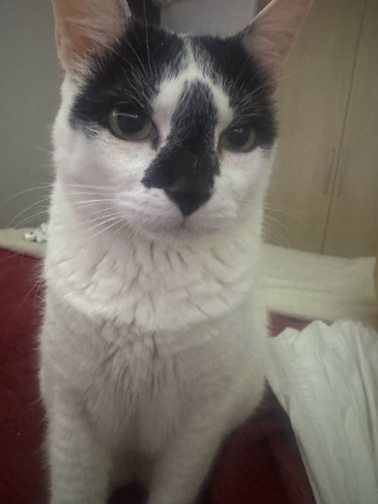 Gato branco com mancha preta no rosto com cTa de coitado em cima de uma cama