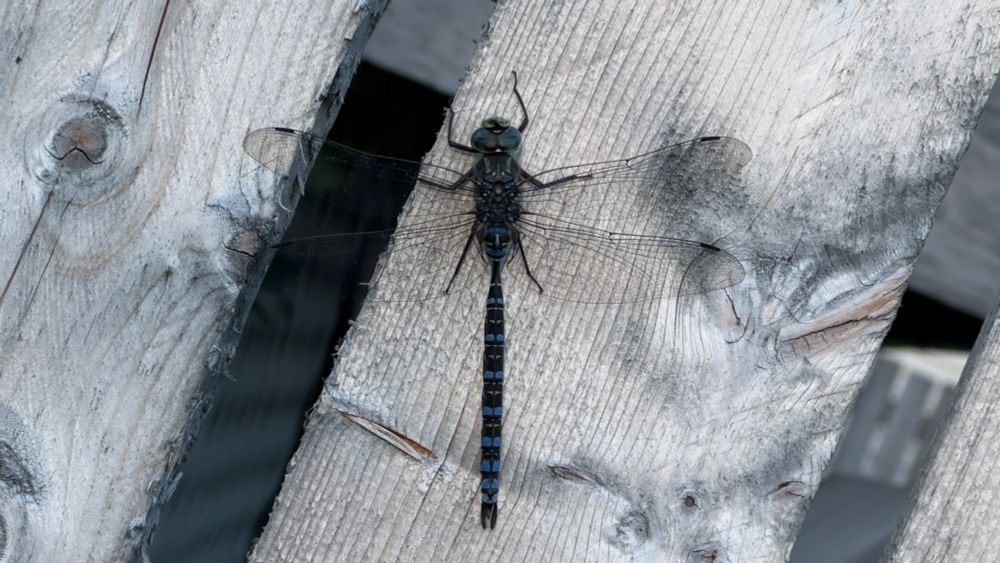 Overhead view of a dragonfly showing its full wingspan with transparent, veined wings spread across the wooden fence boards.