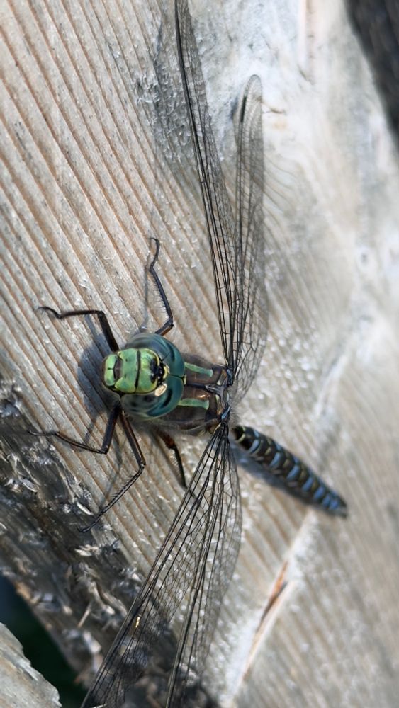 Close-up side view of a dragonfly with bright green compound eyes and blue-striped body perched on weathered wooden fence boards.