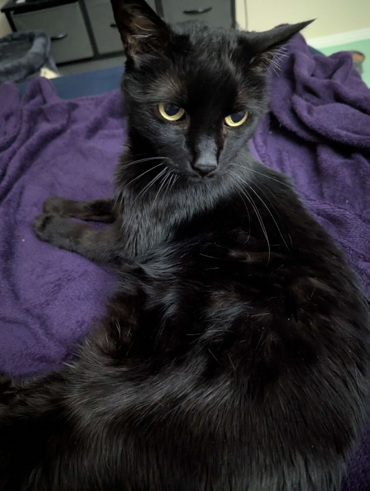 a picture of Peanut's cat laying on a purple blanket