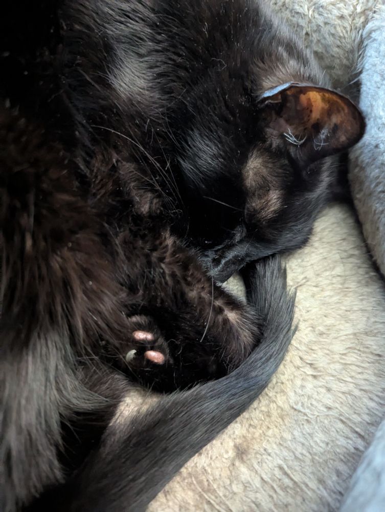 A picture of Peanut's black cat laying in a cat bed cutely