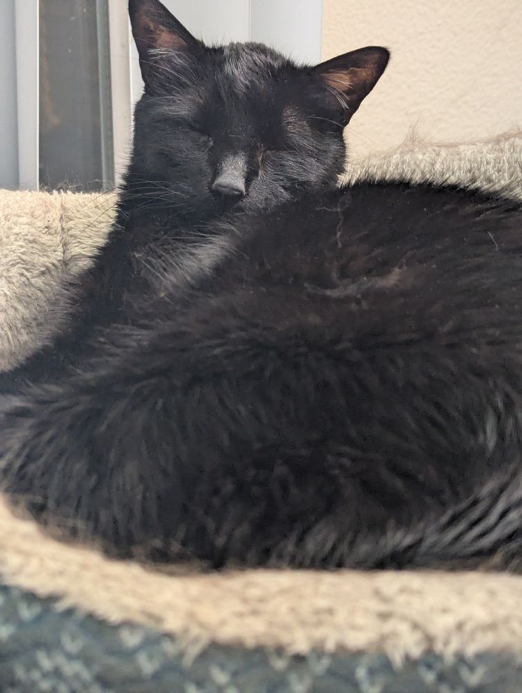 A picture of Peanuts cat laying in a cat bed with his eyes closed