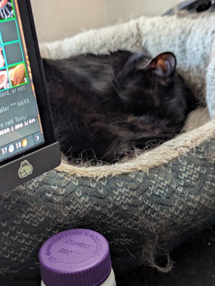 A picture of Peanuts cat laying in a cat bed on a desk with his paw covering his face