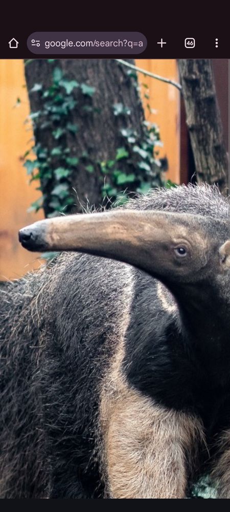 Side POV of an ant eater