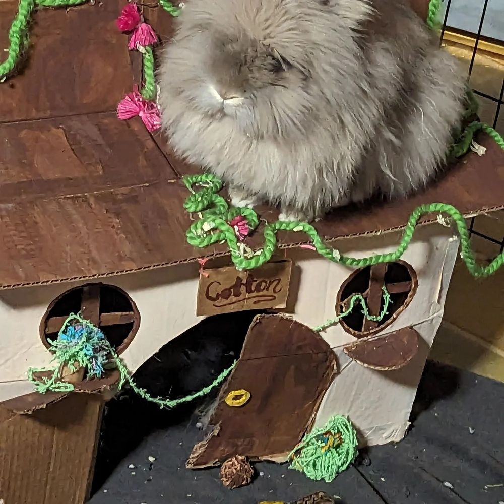 Lionhead bunny sitting atop a cardboard house labeled "Cotton"