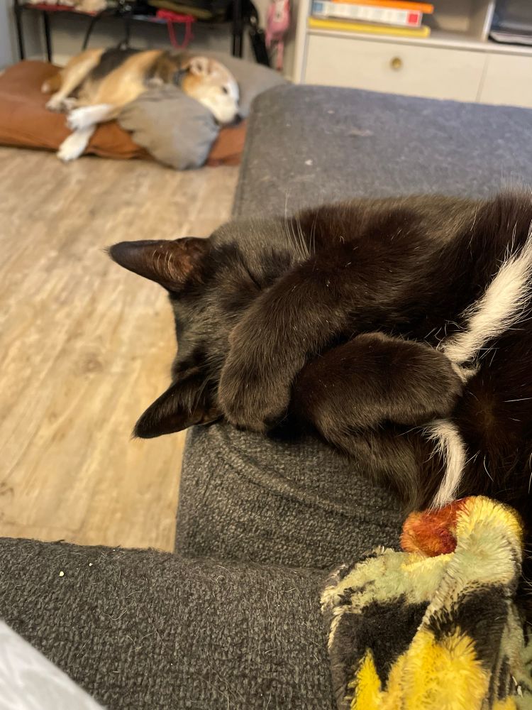 A black cat sleeps with her paws covering her face. 