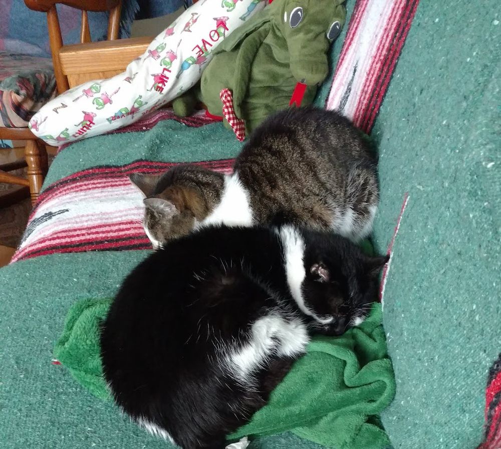 Sleeping cats on a green couch