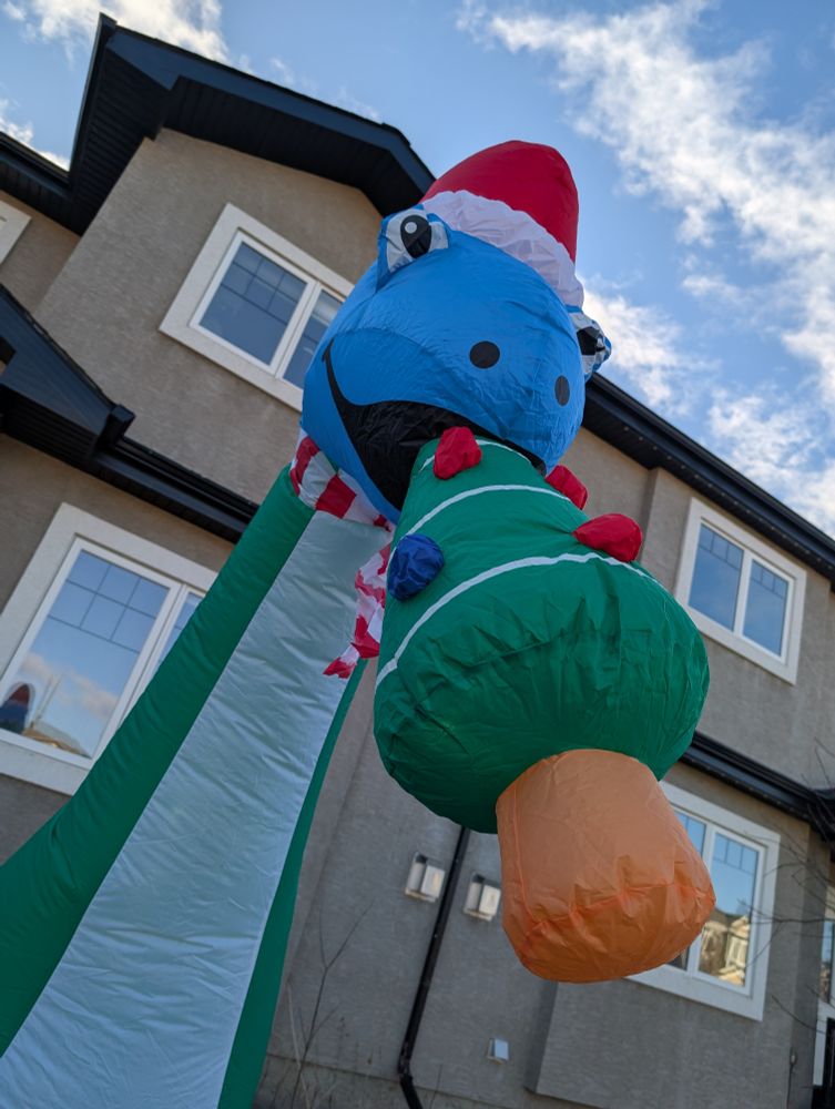 an inflatable blue brontosaurus type dinosaur eating a christmas tree. he has a jaunty scarf and santa hat.