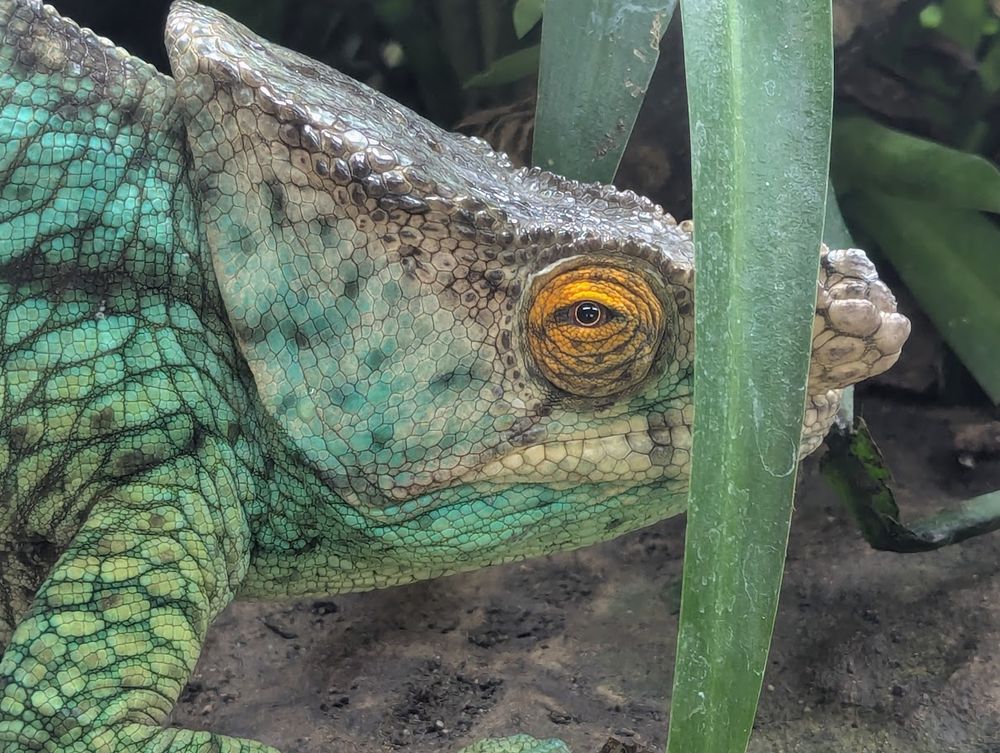 Close up photo of a chameleon head