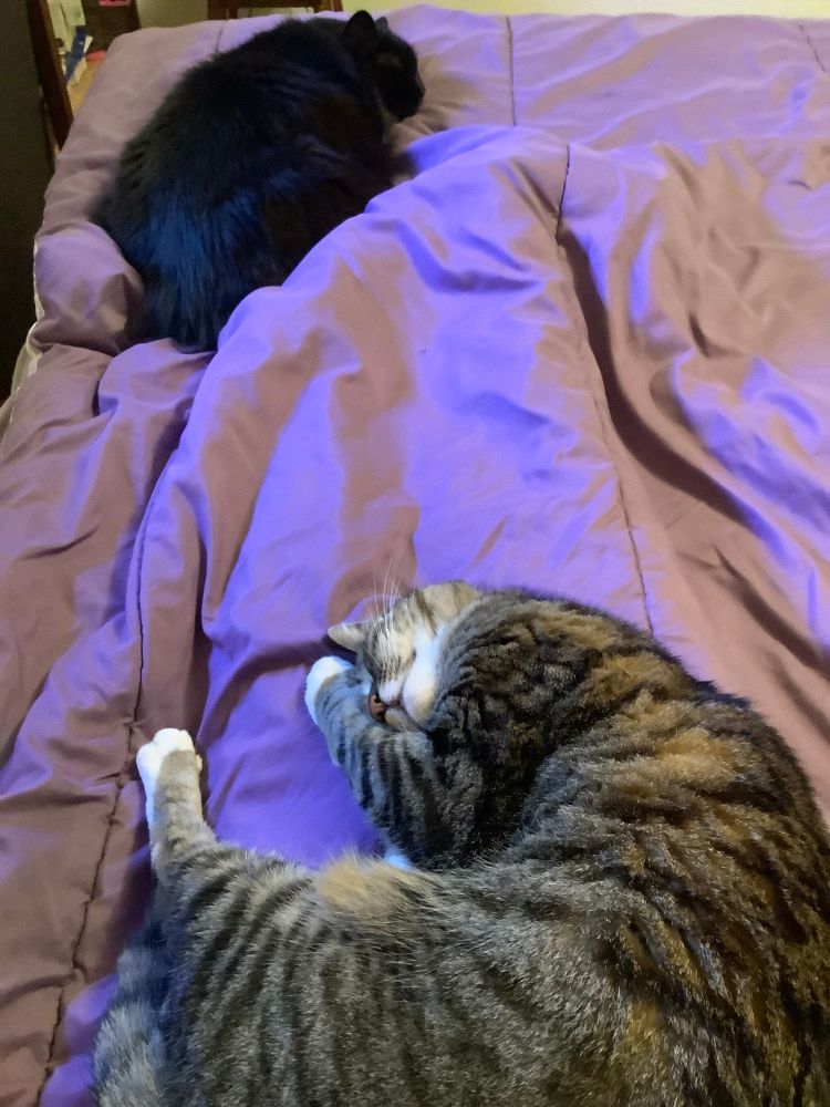 A black cat is sleeping at my feet and a grey tabby cat is curled up sleeping on my legs, both on a purple comforter. 