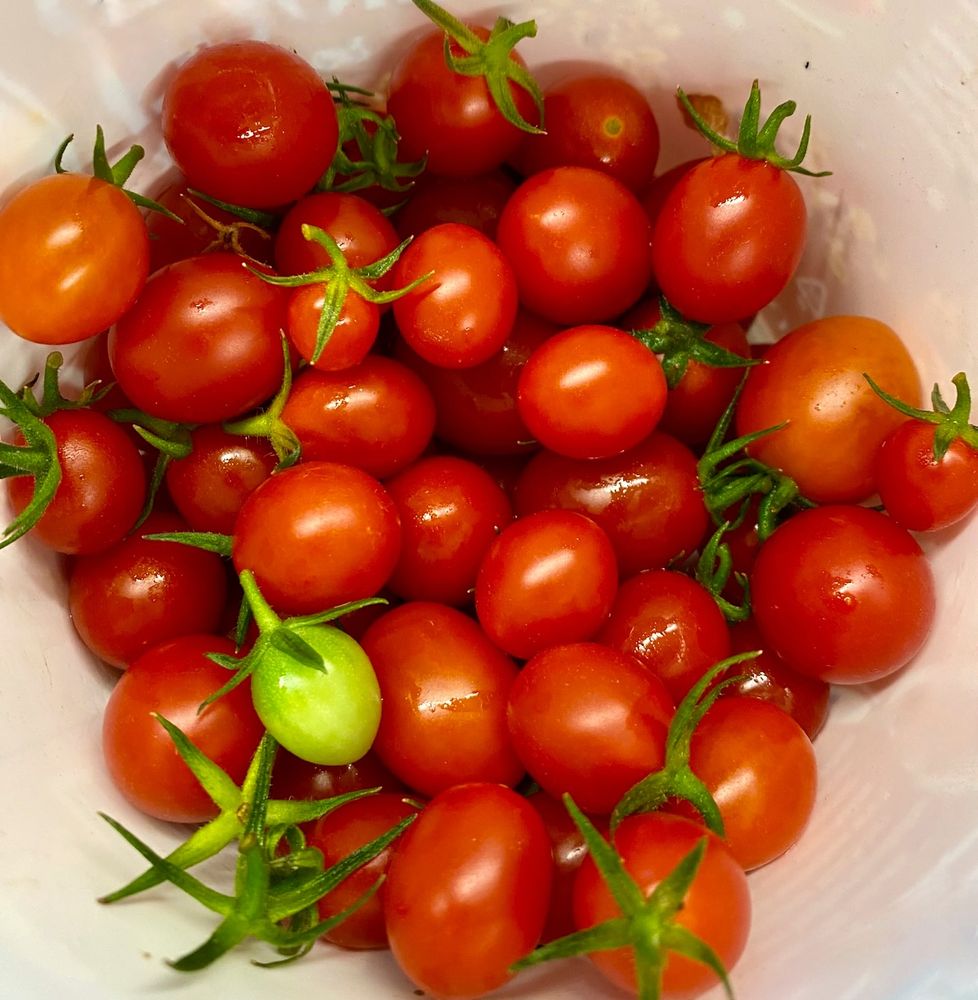 Yummy cherry tomatoes in a bucket.