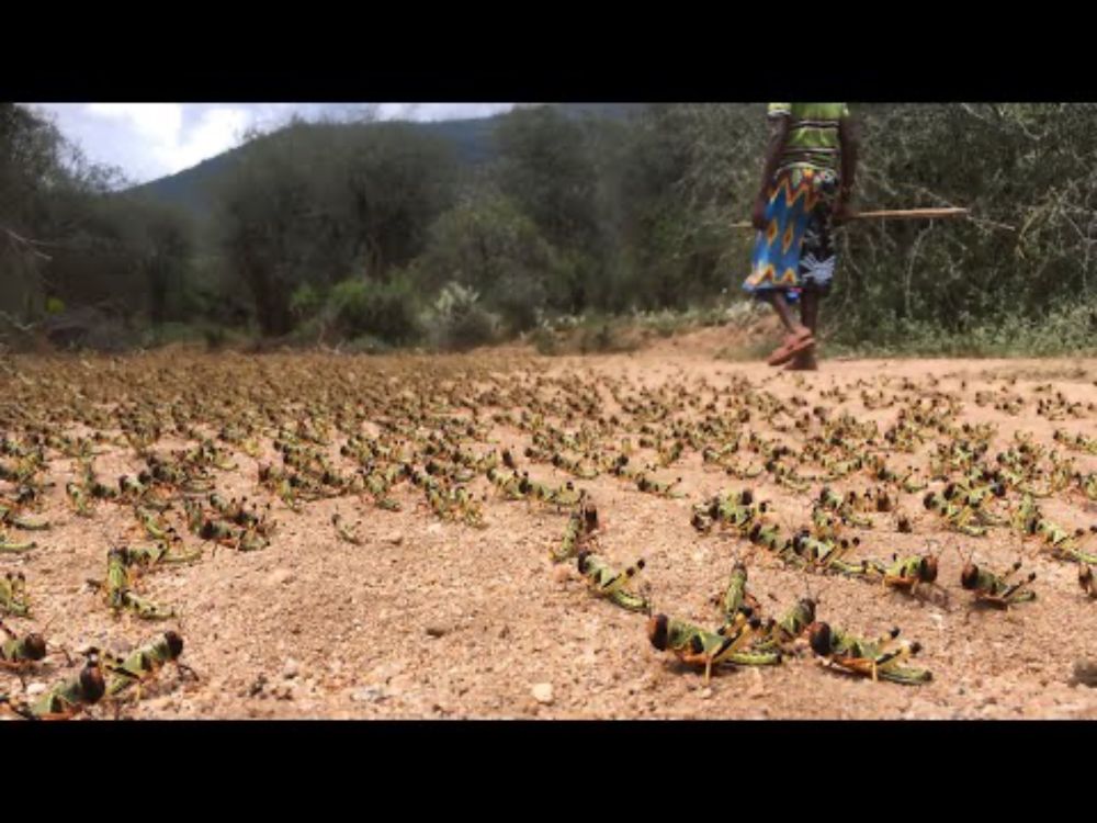 Locust swarms call for a rewrite of the swarming rules