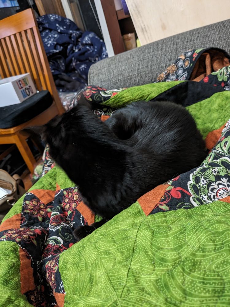 A void curled up on a green, orange, and black quilt. The angle is the back of their head.