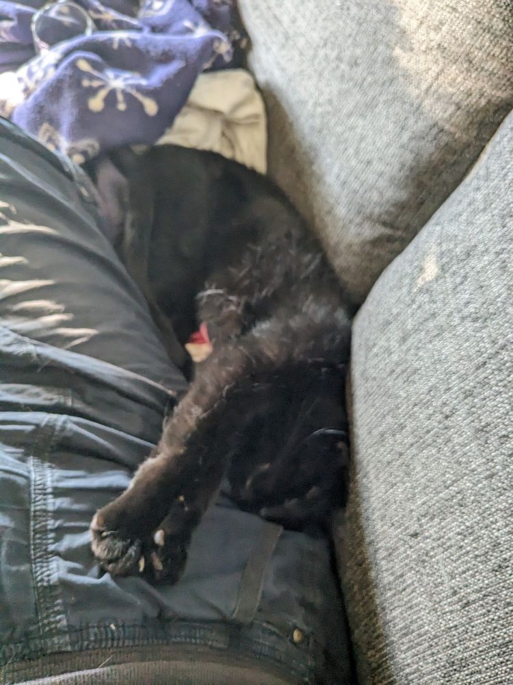 A void stretched out between it's person's legs and back of sofa.