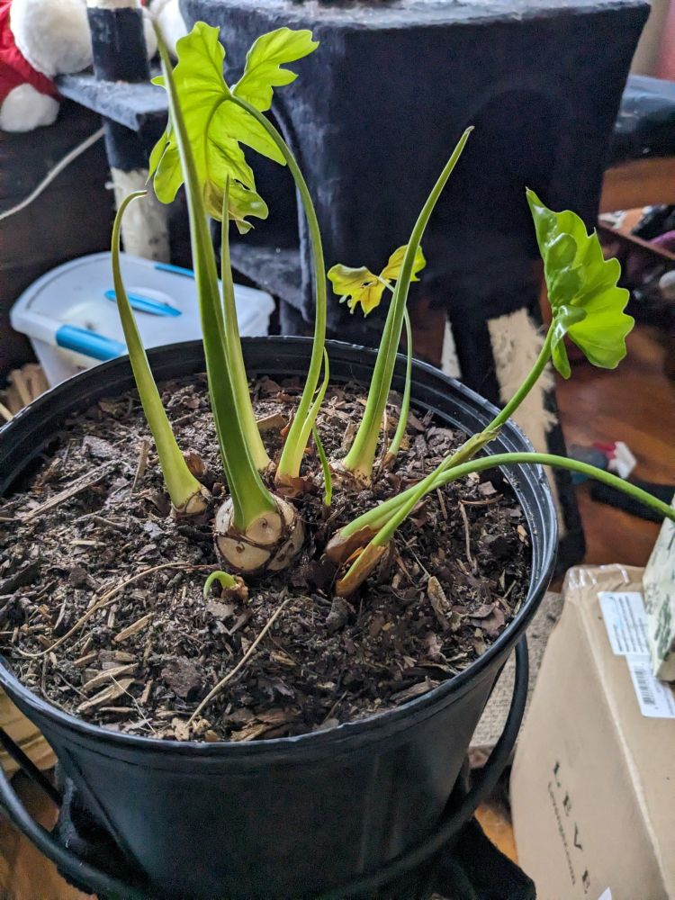 A plant in a large pot with new growth. Lots of dead material removed.