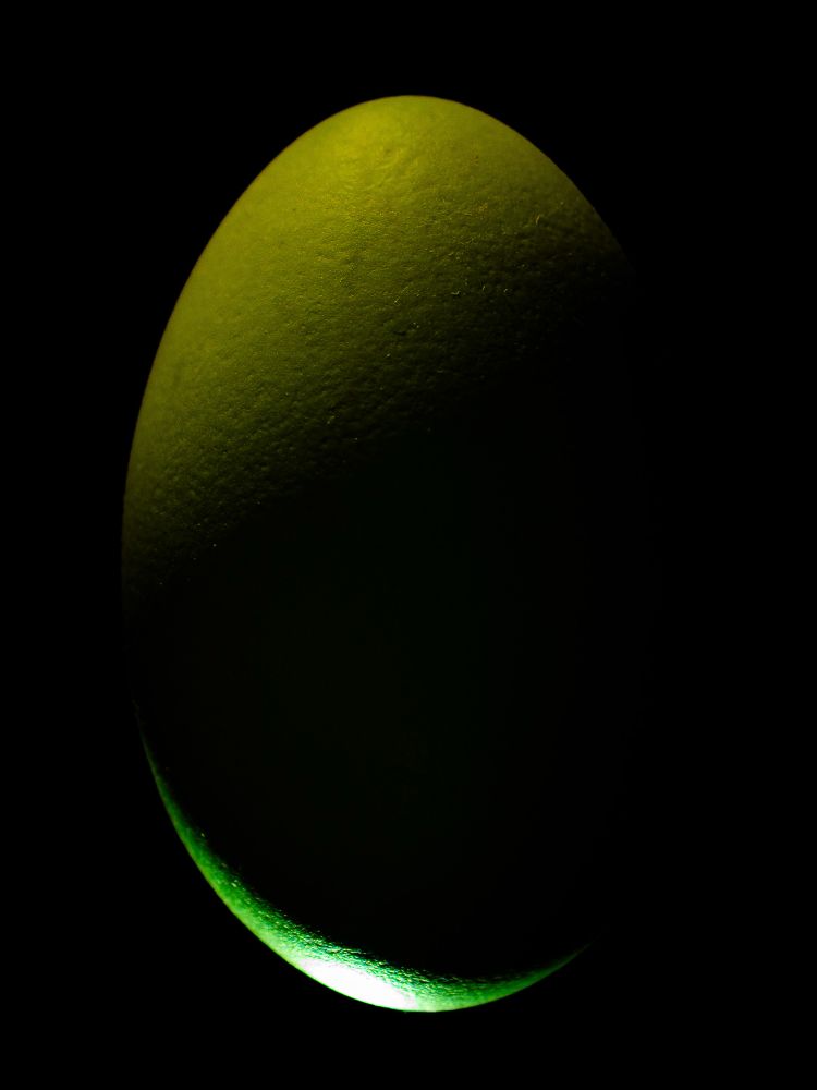 Egg in harsh light from the bottom and soft light from the top. A reference to Ridley Scott’s 1979 masterpiece “Alien”. No reference to that awful follow up action film that so many people love, and i continue to not. 