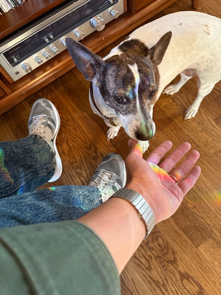 A dog and a hand with rainbows