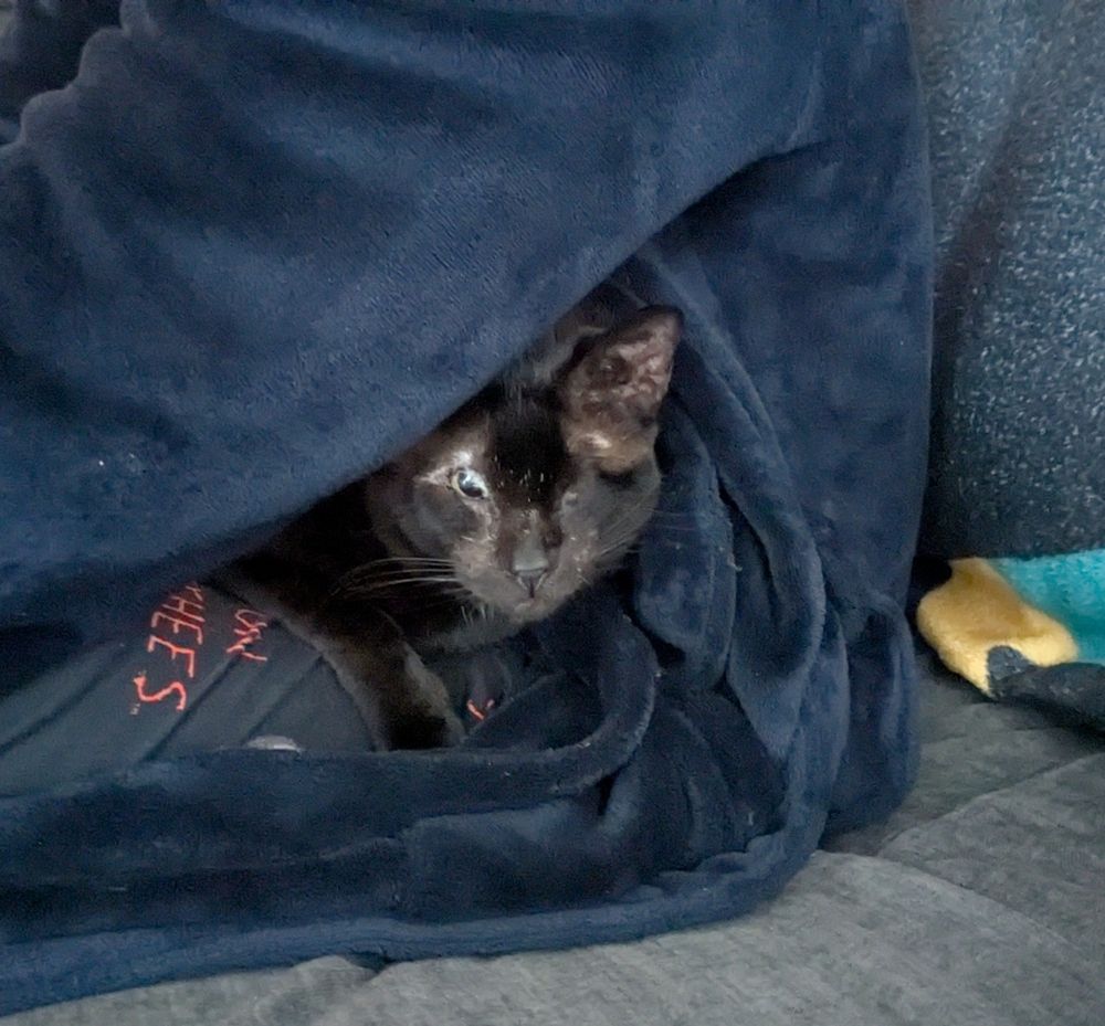 My cat Danika hiding in my husband's lap so only her face is visible