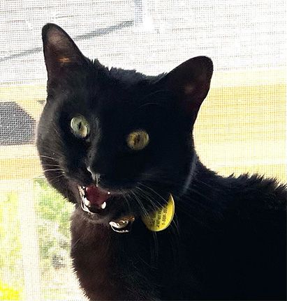 My little black void cat with an open mouth and tiny pupils. She looks like Renfield.