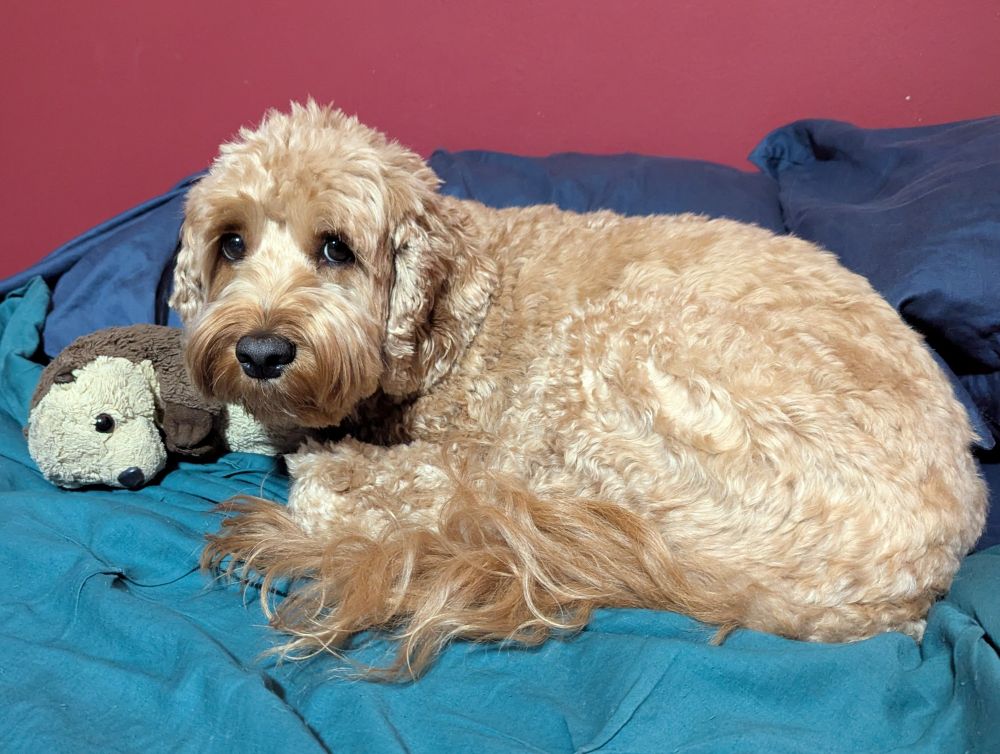My dog Indy, curled up in bed with an otter stuffy. Indy is a medium sized poodle-spaniel mix with reddish gold curly fur, big brown eyes, and a sweet face. 