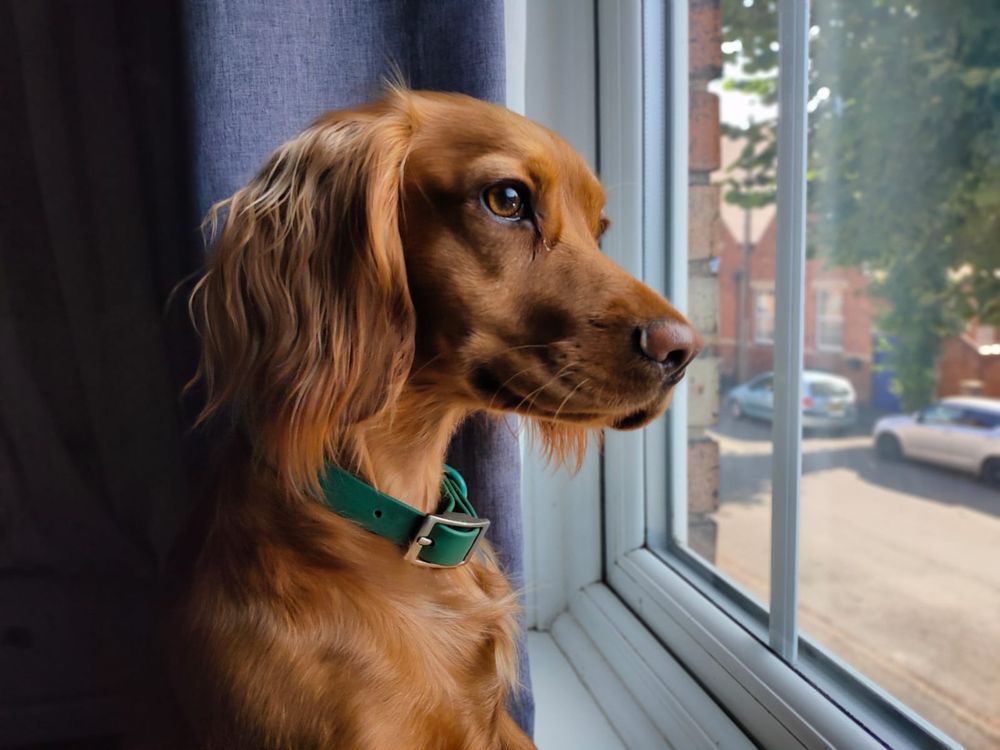 A red cocker spaniel gazes out of a window. She looks majestic.