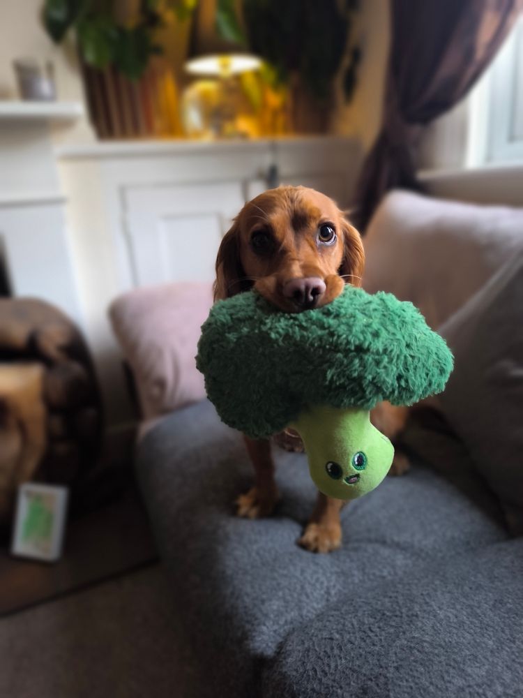 A red cocker spaniel holds a brocolli soft toy in her mouth.
