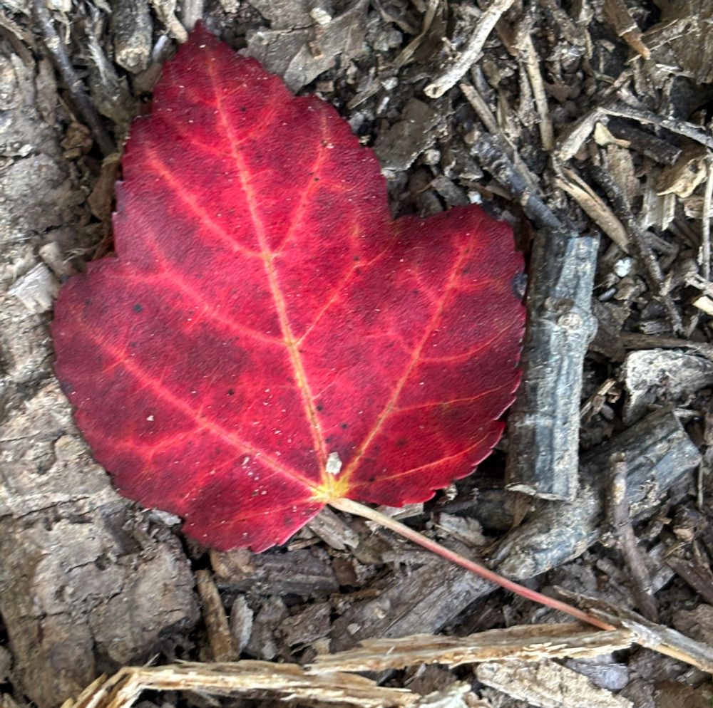 Flame red leaf nestled on twigs 