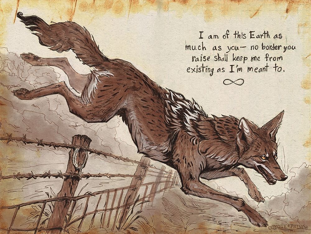 A coyote leaps over a barbed wire fence
