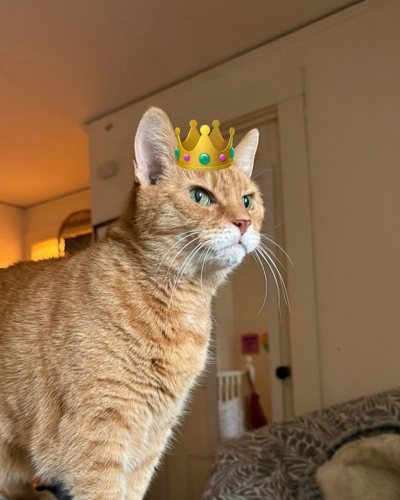 An orange cat with an emoji crown