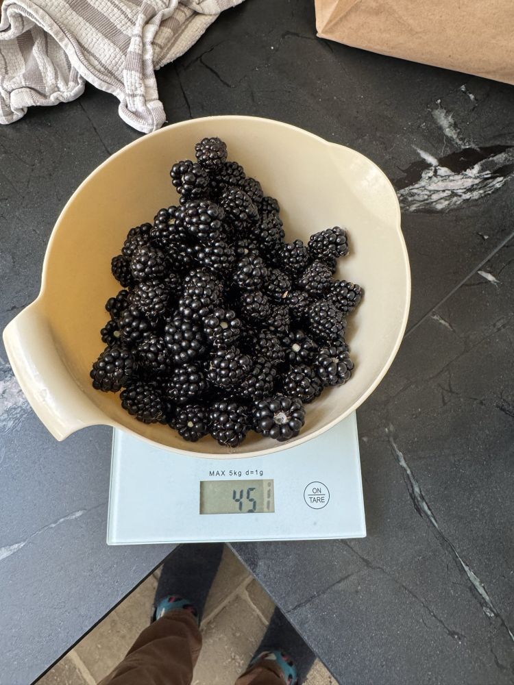 450 grams of blackberries in a bowl on my kitchen scale. 