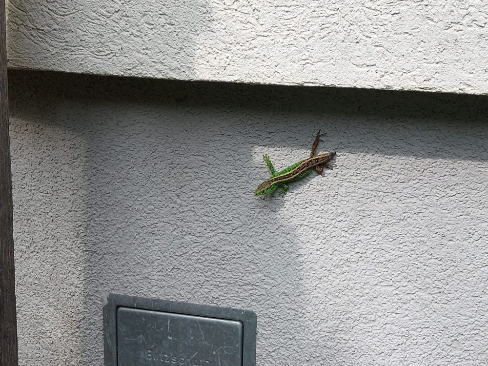 Grüner Salamander auf Hauswand. 