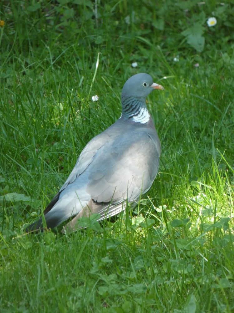 Taube im Gras bei uns im Garten