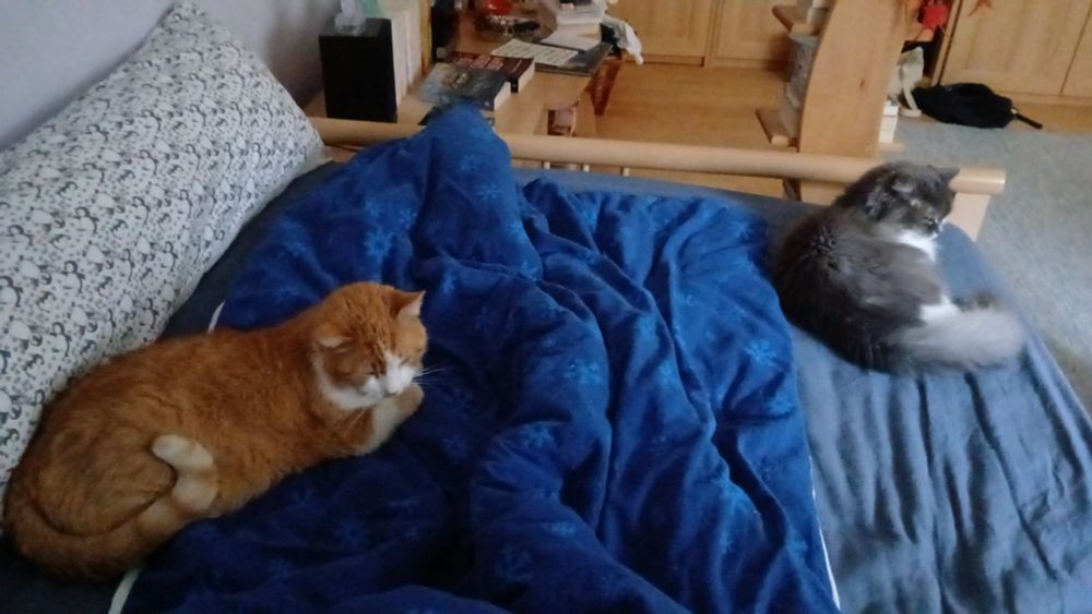Rote Katze und graue Katze schlafen auf einem Bett. 