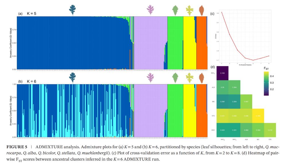 ADMIXTURE analysis. Admixture plots for (a) K = 5 and (b) K = 6, partitioned by species (leaf silhouettes; from left to right, Q. macrocarpa, Q. alba, Q. bicolor, Q. stellata, Q. muehlenbergii). (c) Plot of cross-validation error as a function of K, from K = 2 to K = 8. (d) Heatmap of pairwise FST scores between ancestral clusters inferred in the K = 6 ADMIXTURE run.